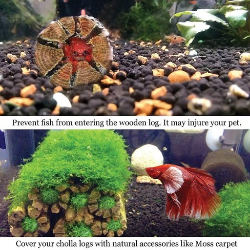 SunGrow Hermit Crab & Reptile Aquarium Cholla Wood Fresh Water Fish Tank Driftwood Hide & Decor, 6-in, 3 Count