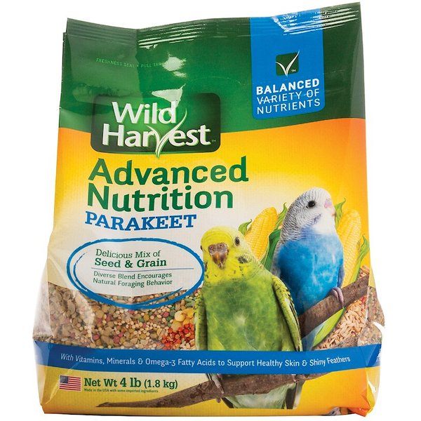 wild harvest parakeet