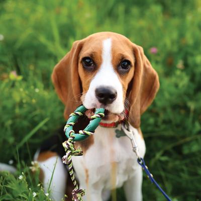 Show full view: Rocket & Rex Small & Medium Breeds Puppy Chew Toy Variety Pack, 6 count slide 10 of 18