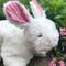 Show in main carousel: HuggleHounds Squooshies Durable Plush Squeaky Dog Toy, Bunny slide 5 of 8