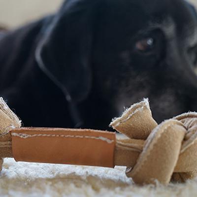 Show full view: HuggleHounds HuggleHide Bone Dog Toy, Large slide 3 of 6