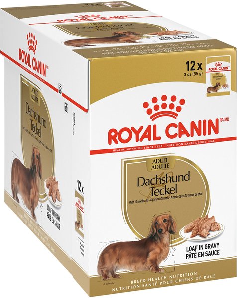 Senior dachshund food sale