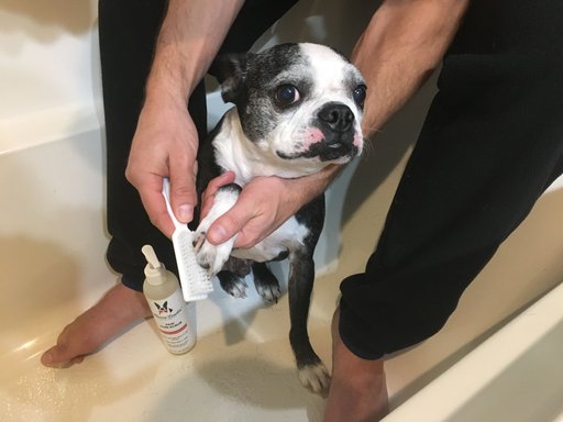 Warren London Paw Sani-Scrub Paw & Nail Dog Cleanser, 8-oz bottle