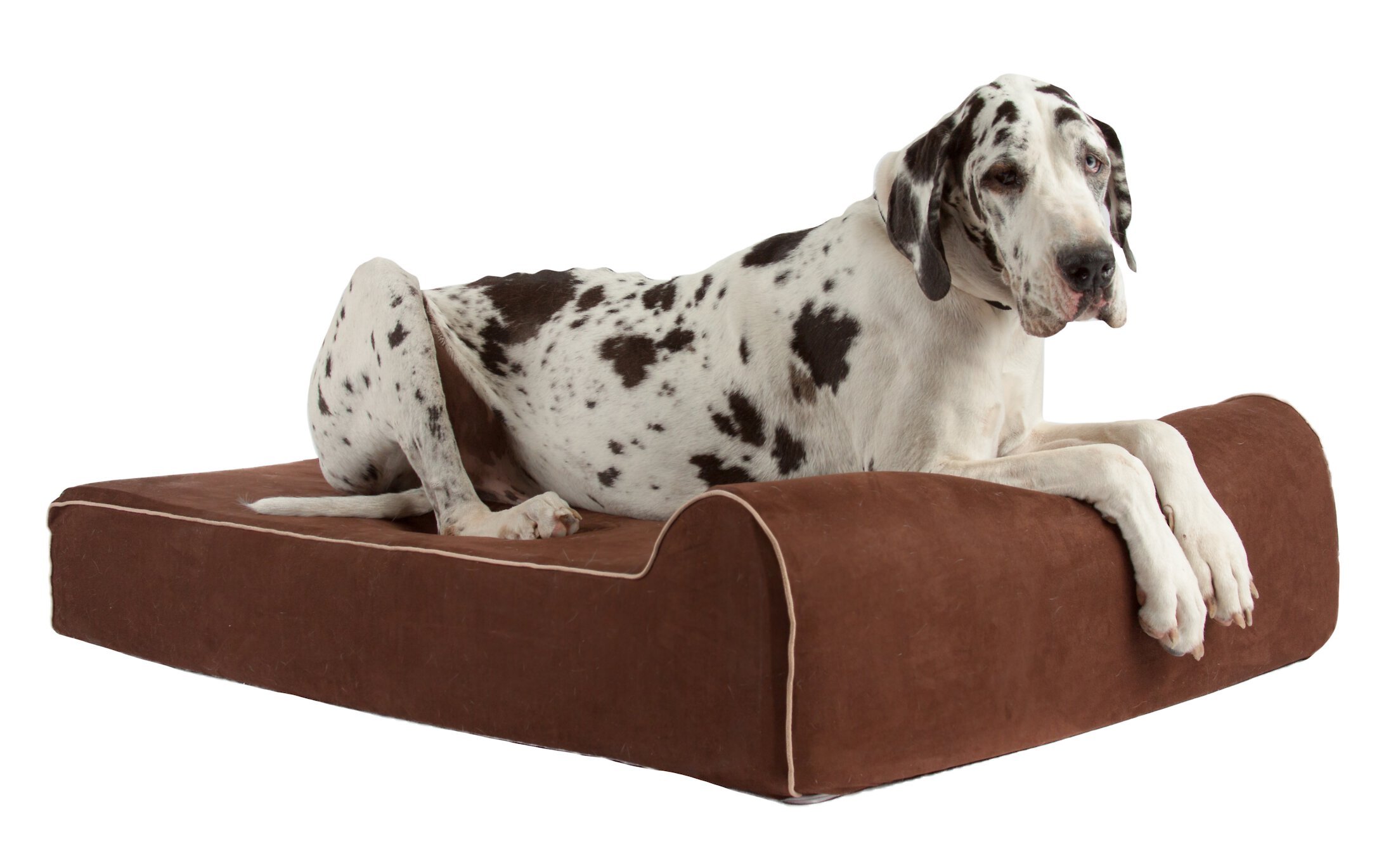 Allergy free dog beds best sale