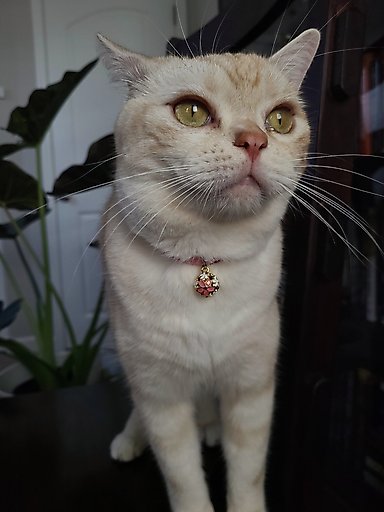 Necoichi Chirimen Sakura Breakaway Cat Collar with Bell, Pink, 8.2 to 13.7-in neck, 2/5-in wide