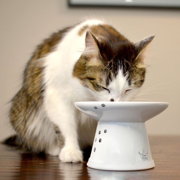 chewy cat food dishes