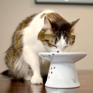 Necoichi Extra Wide Ceramic Elevated Cat Food Bowl, Large, 2 cup, Cat