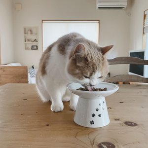 AYADA Elevated Cat Bowls Height Adjustable Raised with Stand Lifted  Ergonomic