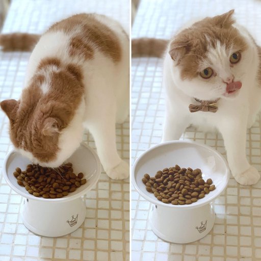 Necoichi Extra Wide Ceramic Elevated Cat Food Bowl, 2-cup