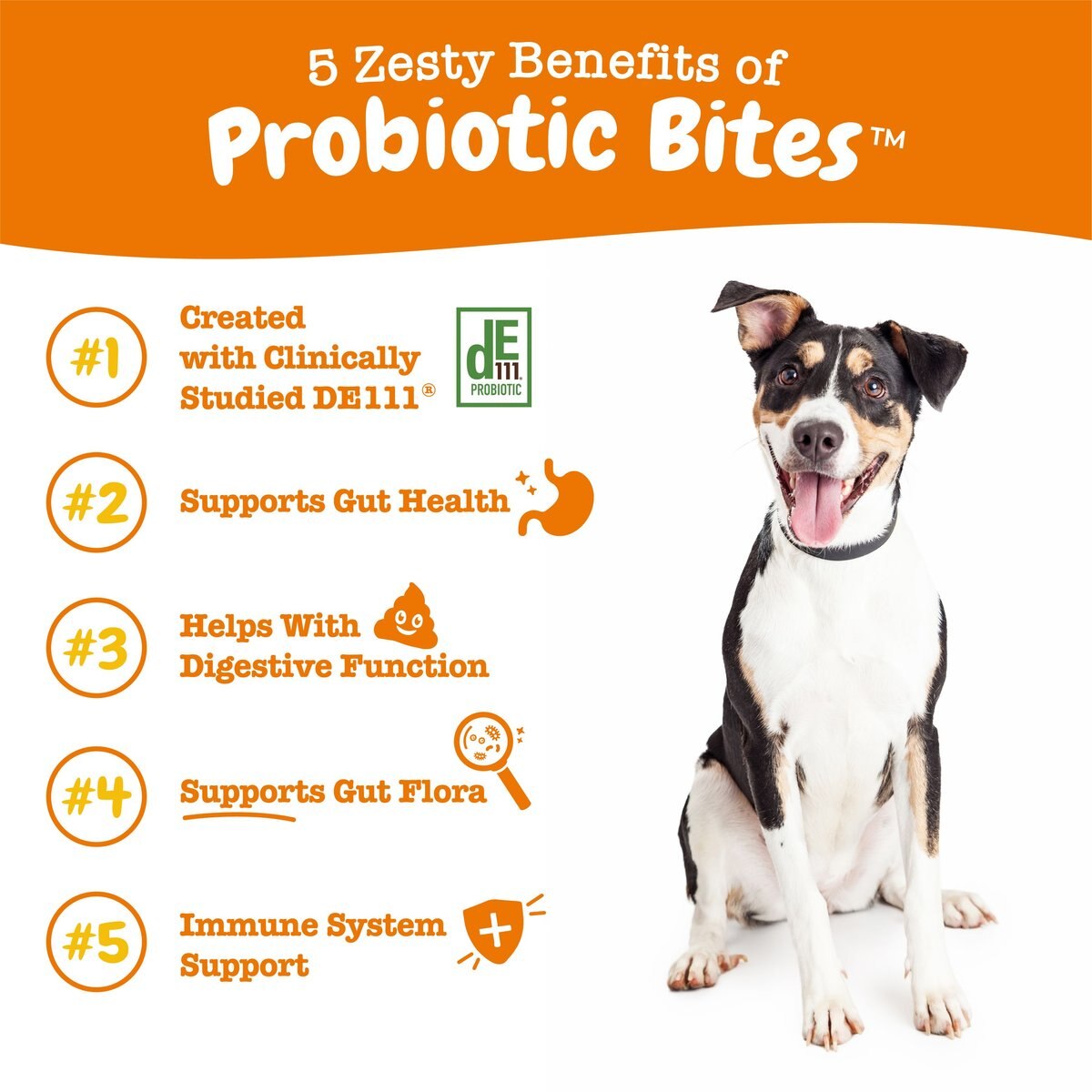 Chewy best sale dog probiotics