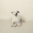 Fringe Studio Get Piggy with It TPR Plush Dog Toy