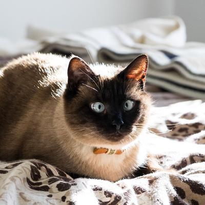 Show full view: Pettsie Bow Tie Cotton Breakaway Cat Collar with Friendship Bracelet, Black, 8 to 11-in neck, 3/8-in wide slide 7 of 11