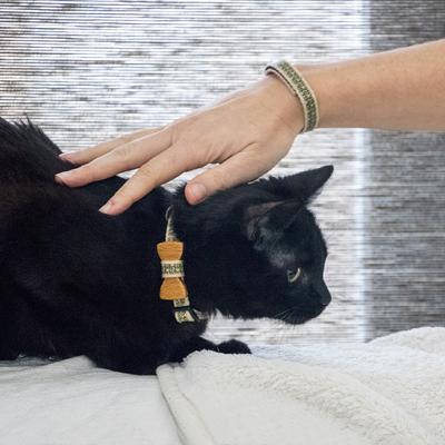 Show full view: Pettsie Bow Tie Cotton Breakaway Cat Collar with Friendship Bracelet, Black, 8 to 11-in neck, 3/8-in wide slide 8 of 11