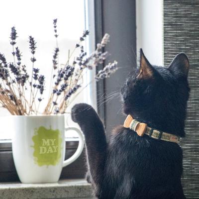 Show full view: Pettsie Bow Tie Cotton Breakaway Cat Collar with Friendship Bracelet, Black, 8 to 11-in neck, 3/8-in wide slide 9 of 11