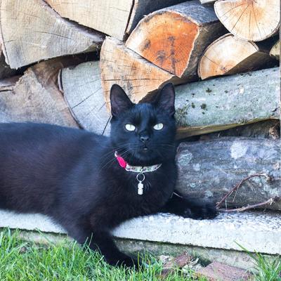 Show full view: Pettsie Flower Cat Collar with Friendship Bracelet, Red, 7.5-in slide 6 of 8