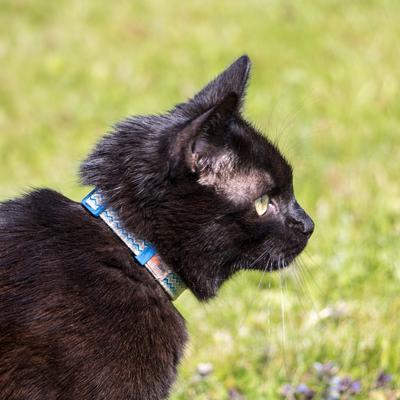 Show full view: Pettsie Cat Collar, 7.5-in, Blue slide 7 of 8