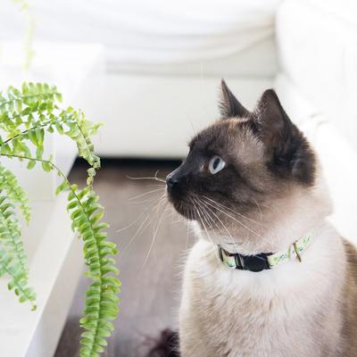 Show full view: Pettsie Cat Collar, 7.5-in, Green slide 7 of 8