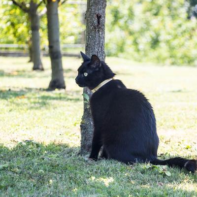 Show full view: Pettsie Cat Collar, 7.5-in, Yellow slide 7 of 9