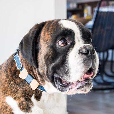 Show full view: Pettsie Bow Tie Dog Collar, Blue, Medium slide 8 of 10