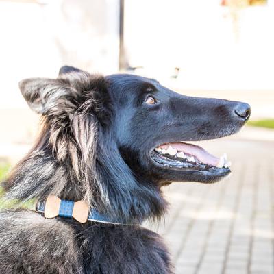 Show full view: Pettsie Bow Tie Dog Collar, Blue, Medium slide 9 of 10