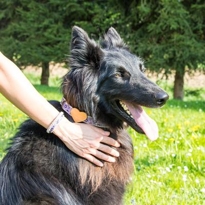 Show full view: Pettsie Heart Dog Collar, Purple, Medium slide 6 of 8