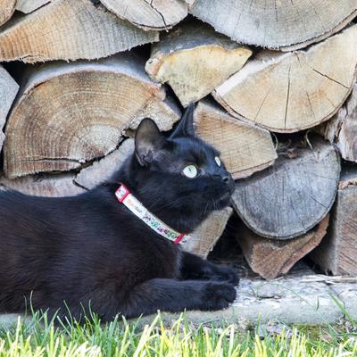 Show full view: Pettsie Flower Kitten Collar with Friendship Bracelet, 5-in, Red slide 6 of 8