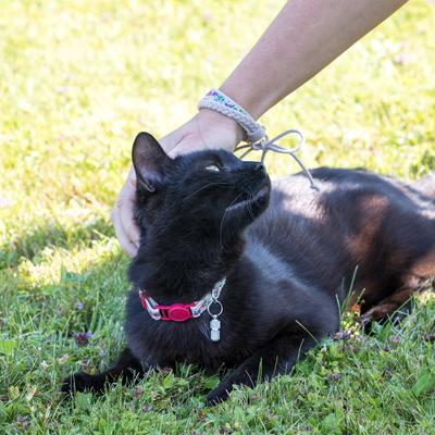 Show full view: Pettsie Flower Kitten Collar with Friendship Bracelet, 5-in, Red slide 8 of 8