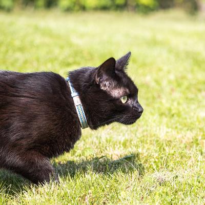 Show full view: Pettsie Kitten Collar, 5-in, Blue slide 5 of 7