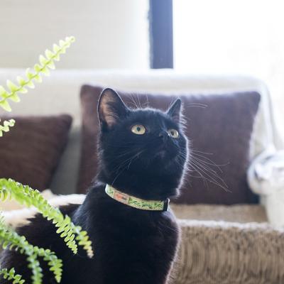 Show full view: Pettsie Kitten Collar, 5-in, Green slide 5 of 8