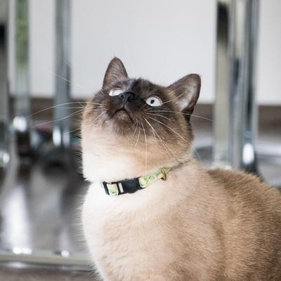 Show full view: Pettsie Kitten Collar, 5-in, Green slide 7 of 8