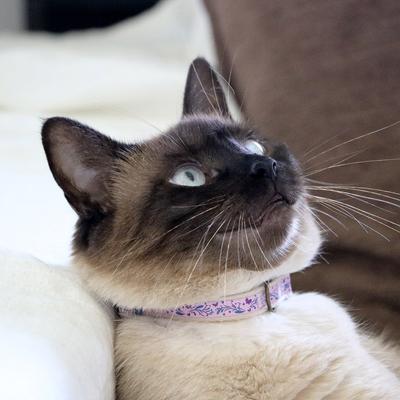 Show full view: Pettsie Kitten Collar, 5-in, Purple slide 8 of 8