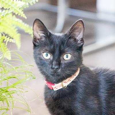 Show full view: Pettsie Kitten Collar, 5-in, Red slide 6 of 10