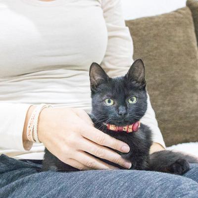 Show full view: Pettsie Kitten Collar, 5-in, Red slide 8 of 10