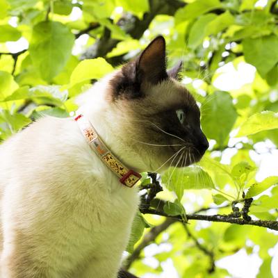 Show full view: Pettsie Kitten Collar, 5-in, Red slide 10 of 10