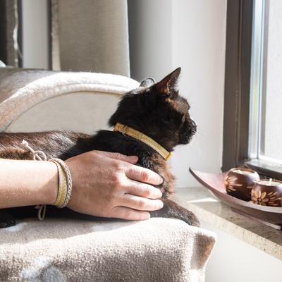 Show full view: Pettsie Kitten Collar, 5-in, yellow slide 5 of 8