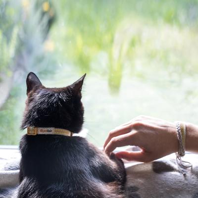 Show full view: Pettsie Kitten Collar, 5-in, yellow slide 6 of 8