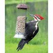 C&S Woodpecker Suet Nuggets Wild Bird Food, 8-lb box - Chewy.com