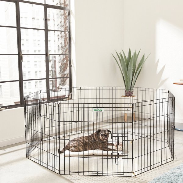 Chewy shop exercise pen