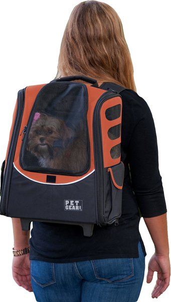 Premium Photo  A cat in a coat with a backpack