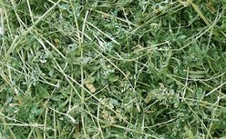Standlee Premium Alfalfa Hand-Selected Chinchilla, Guinea Pig & Rabbit Food, 24-oz bag slide 2 of 3