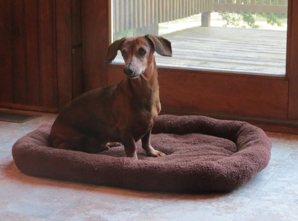 DP Hunter Small Dog Bed, Brown slide 1 of 5
