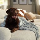 Ethical Pet Snuggler Patterned Dog Blanket, Gray, 60-in