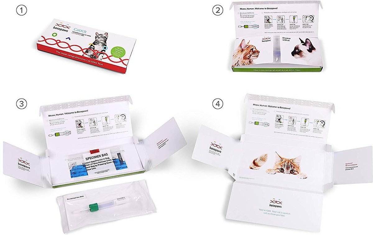 BASEPAWS Breed + Health DNA Test for Cats