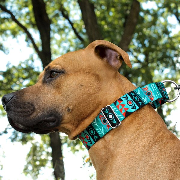 Elegant sighthound dog suitable for martingale collar