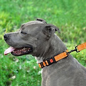 CollarDirect Adjustable Reflective Nylon Dog Collar, Orange, Medium
