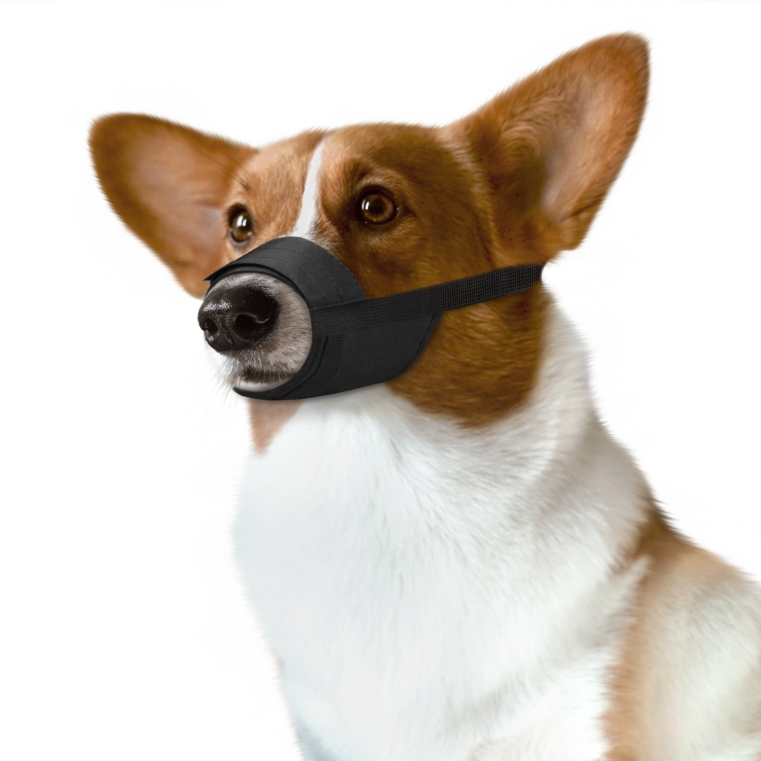 COLLARDIRECT Adjustable Nylon Dog Muzzle Set, Black, Medium - Chewy.com