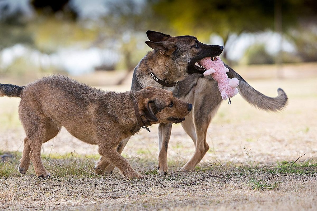 CHARMING PET Scruffles Pig Squeaky Plush Dog Toy, Small