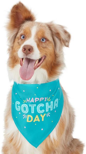 Frisco Happy Gotcha Day Dog & Cat Bandana, Medium/Large slide 1 of 5