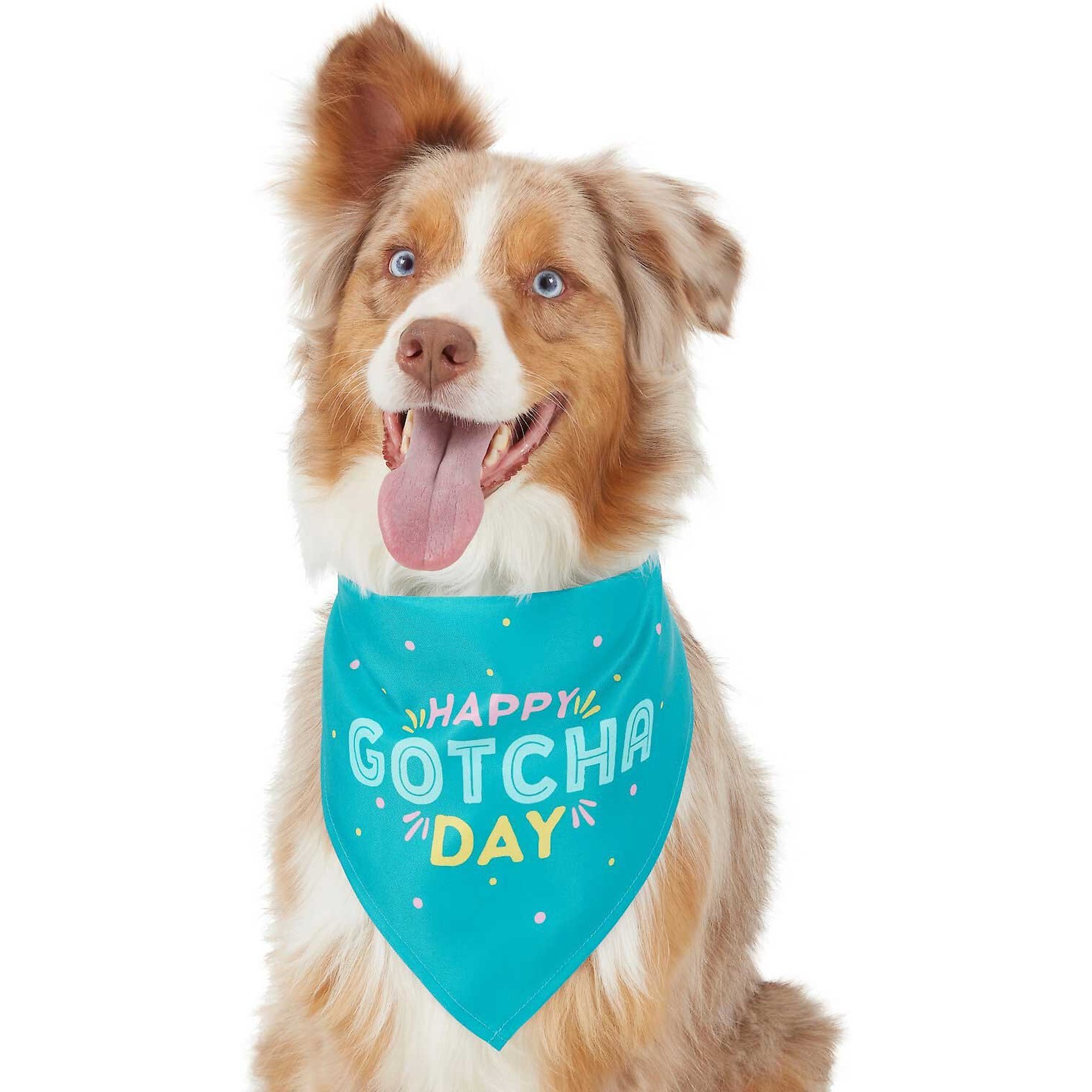 Gotcha day 2024 dog bandana