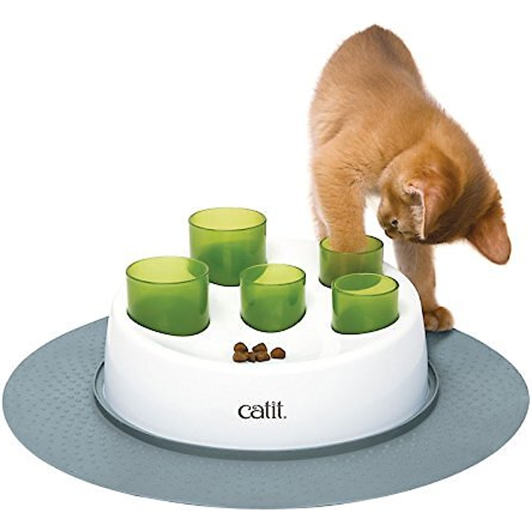 Cat senses food outlet maze